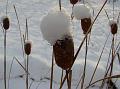2010-1220-0950_Bulrushes_-2,5C